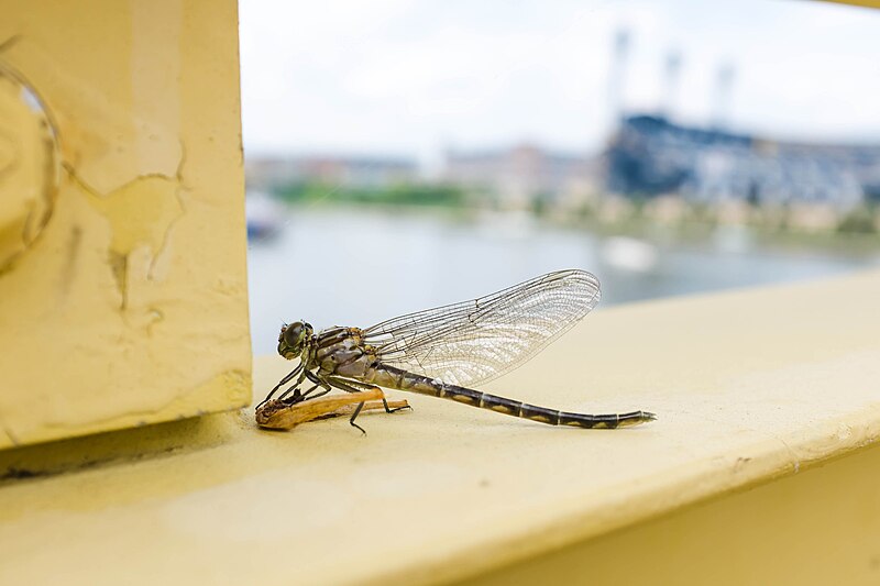 File:Elusive clubtail (19504335718).jpg