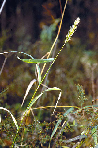 <i>Elymus virginicus</i> Species of grass