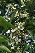 Emmenopterys henryi (inflorescence)