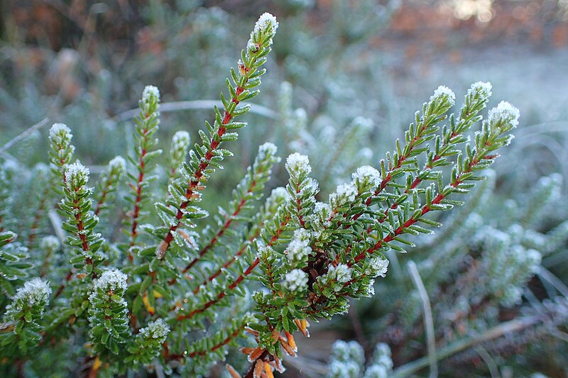 File:Empetrum nigrum kz01.jpg