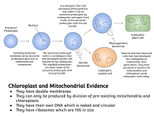 An overview of the endosymbiosis theory of eukaryote origin (symbiogenesis). Endosymbiotic theory.svg