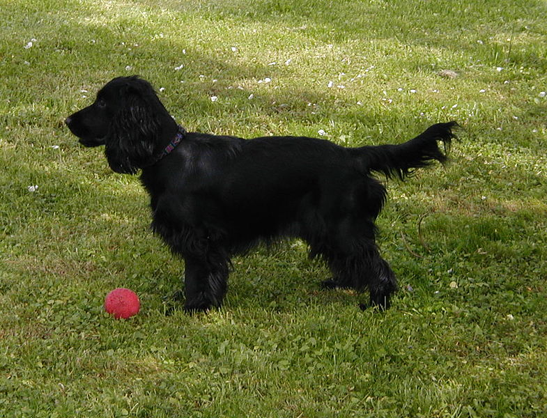 File:English Cocker Spaniel 9 May 2004 A.jpg