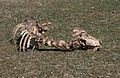 * Nomination A sheep skeleton on a meadow of the Entzia mountain range, possibly work of vultures. Álava, Basque Country, Spain --Basotxerri 16:01, 1 March 2017 (UTC) * Promotion Good quality. --Ermell 16:34, 1 March 2017 (UTC)