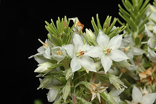 <i>Epacris sprengelioides</i> Species of flowering plant