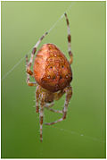 Four-spotted Epeira - Four-spotted Orb Weaver (15298722682) .jpg