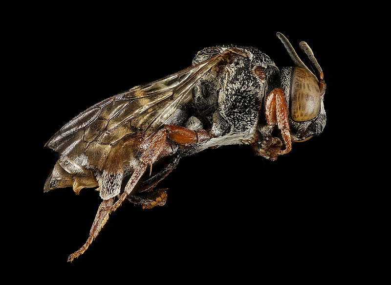 File:Epeolus lectoides, m, side, Dorchester Co, MD 2016-01-07-13.41 (24469747075).jpg