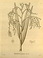 Epidendrum frutex plate 37 in: H. G. Reichenbach: Xenia orchidacea - vol. 1 (1858)