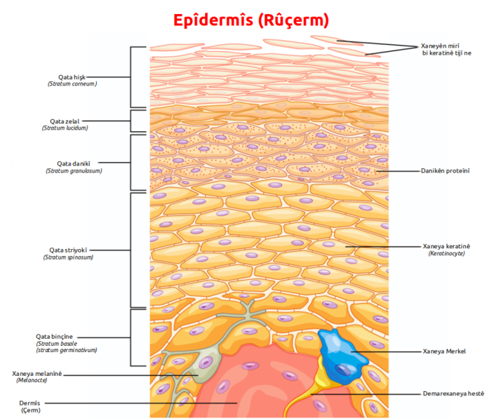 File:Epidermis ku.png