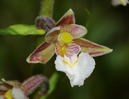 The internationally threatened marsh helleborine orchid is one of over 300 plant species that have been recorded at Lye Valley Epipactis palustris - flower.jpg