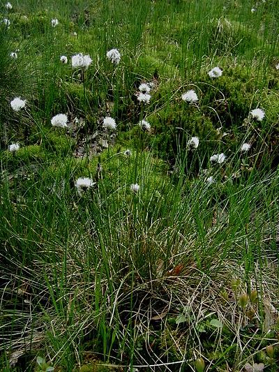 カヤツリグサ科 Wikiwand