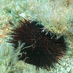 File:Erizo de mar (Paracentrotus lividus), Xwejni Bay, Gozo, Malta, 2021-08-23, DD 40.jpg (Category:Paracentrotus lividus)