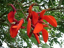 Erythrina fusca