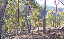 Open eucalypt forests without understory shrubs suit the noisy miner. Eucalyptus forest2.jpg