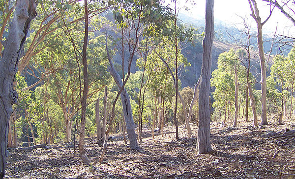 Australian eucalyptus forest in a state of regeneration