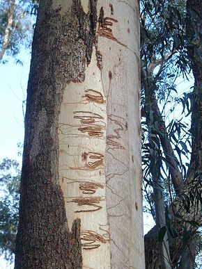Kuvan kuvaus Eucalyptus_fraxinoides_Mt_Budawang.JPG.