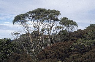 <i>Eucalyptus kybeanensis</i>