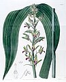 Eulophia alta (as syn. Cyrtopodium woodfordii) plate 1508 in: Edwards's Bot. Register (Orchidaceae), vol. 18, (1832)