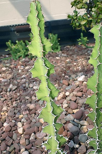 File:Euphorbia breviarticulata 1zz.jpg