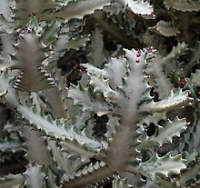 Euphorbia lactea - close-up.jpg