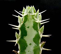 Euphorbia quadrangularis
