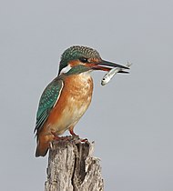 European Kingfisher at Mesologgi, by Antonis Tsaknakis.jpg