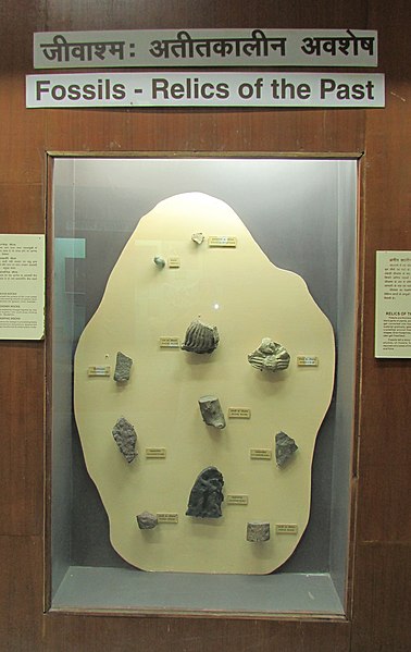 File:Exhibit of Fossils at Regional Museum of Natural History,Bhopal,India.jpg