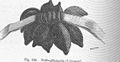 FMIB 50401 Sepia officinalis (Linnaeus).jpeg