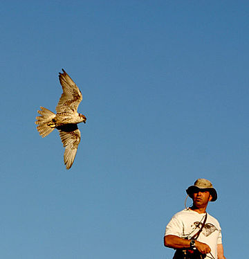 Falconry