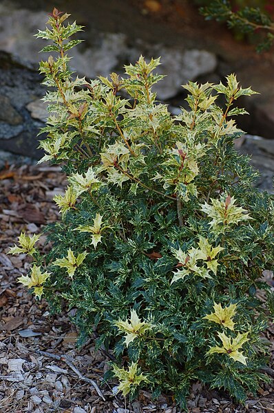 File:False Holly Osmanthus heterophyllus 'Goshiki' Bush 2000px.jpg