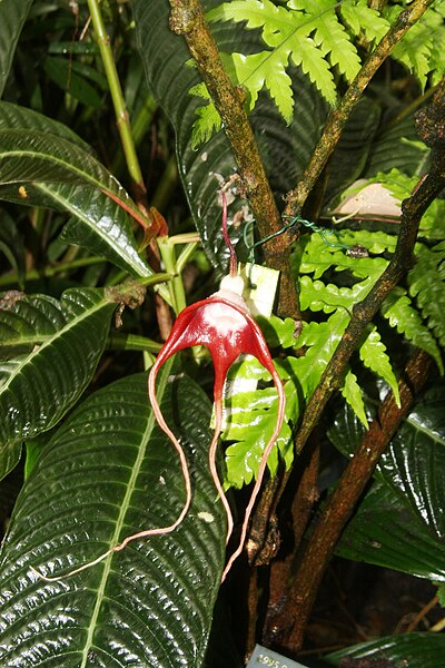 File:Fata Morgana Prague 2012 Aristolochia tricaudata.jpg