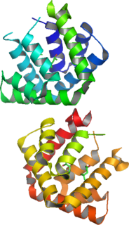 Fel d 1 Secretoglobin protein