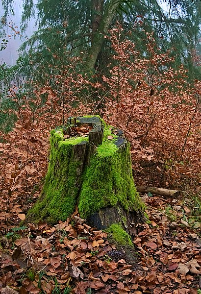 File:Felsenegg-Kante Tree Stump Autumn.jpg