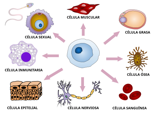 File:Final stem cell differentiation es.svg