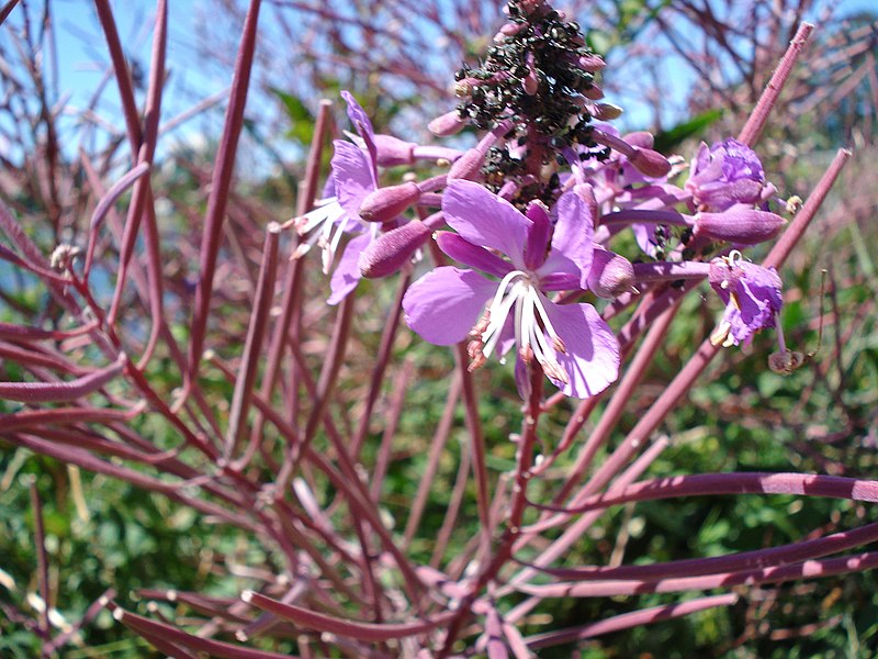 File:Fireweed (Chamaenerion angustifolium) - Thunder Bay, Ontario 01.jpg