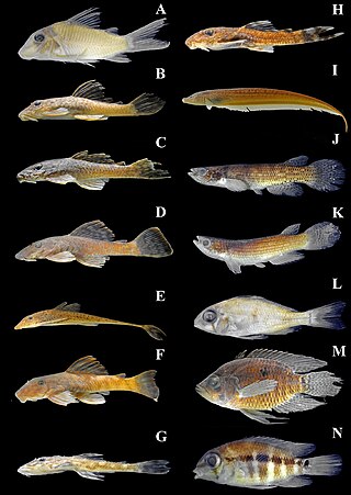 <i>Cteniloricaria napova</i> Species of catfish