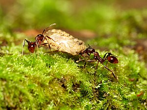 Flat Bug Barbecue Tonight - Flickr - treegrow.jpg