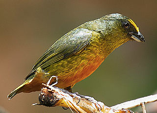 <span class="mw-page-title-main">Olive-backed euphonia</span> Species of bird