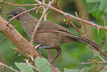 Flickr - Rainbirder - Pullu Babbler (Turdoides squamulatus) (1) .jpg