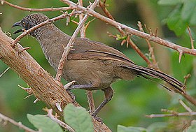 Flickr - Rainbirder - Scaly Babbler (Turdoides squamulatus) (1).jpg