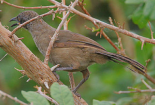 Scaly babbler Species of bird