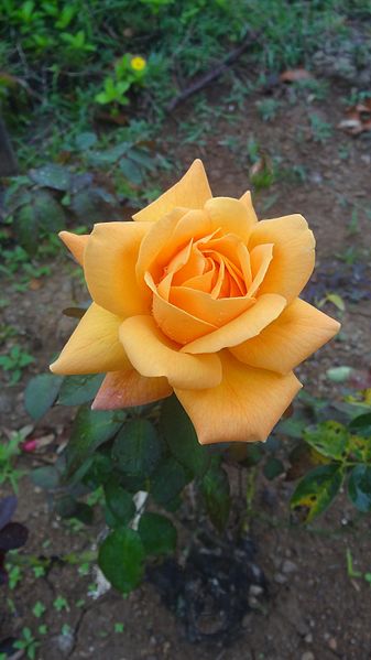 File:Flowers at botanical garden yellow.jpg