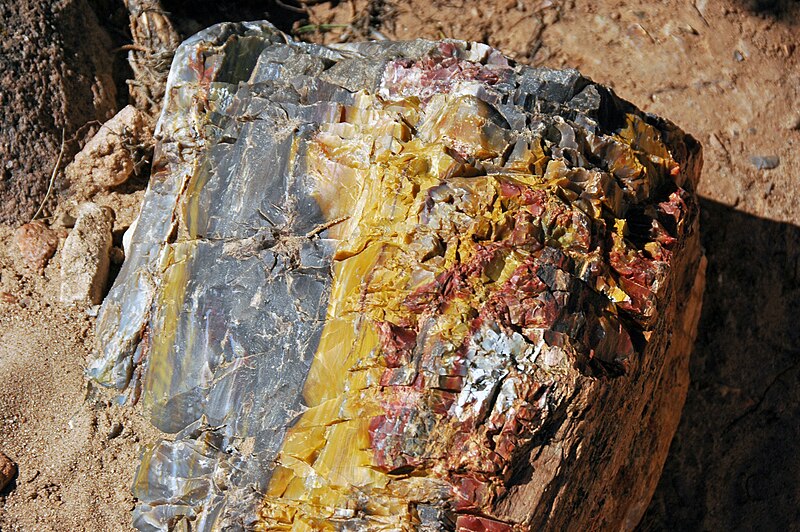 File:Fossil wood (Morrison Formation, Upper Jurassic; Escalante Petrified Forest State Park, Utah, USA) 6.jpg