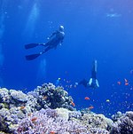 Two people underwater, diving on a coral reef