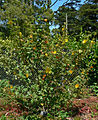 Fremontodendron 'California Glory'