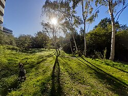 GT acid grassland and birches in autumn sunshine.jpg