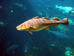 Photographie en couleurs d'un poisson aux écailles brunes, beiges et mordorées, évoluant dans les eaux d'un aquarium aux côtés d'autres spécimens piscifères.