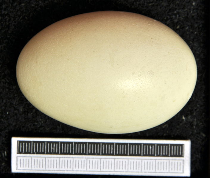 File:Gallus gallus MWNH 1135.JPG