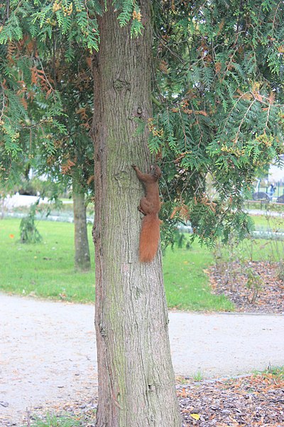 File:Gdansk Park Orunski 14.jpg