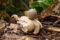 シロツチガキ Geastrum fimbriatum