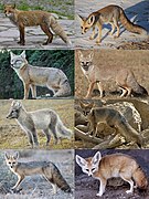 Genus vulpes.jpg